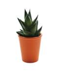 marquage pot terre cuite
